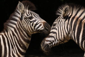 2 zebras listen to each other