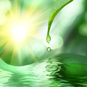 green leaf with drop of water on green sunny background